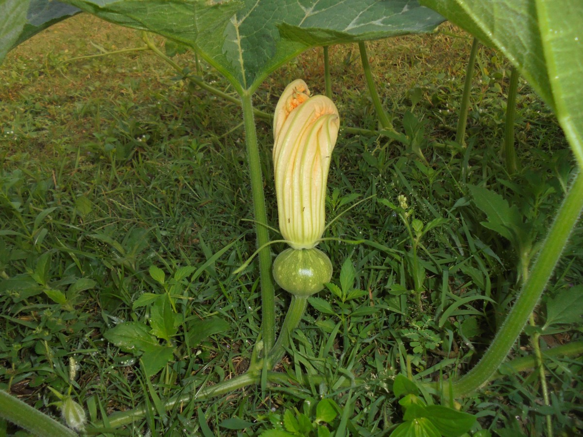 Cucurbita maxima Duchesne